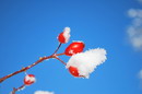 Dog Rose